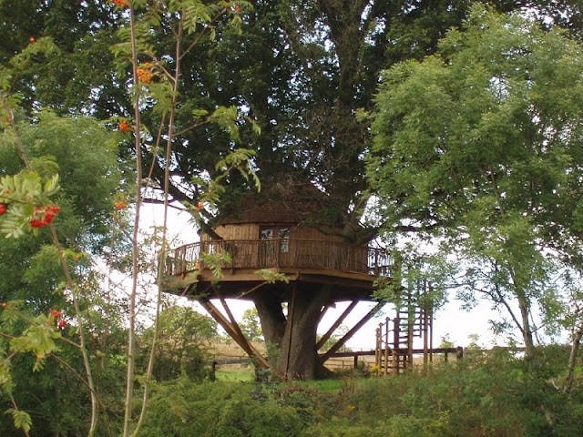 Some tree houses are pretty secluded like this one. Not only are you far away from civilization, but you're also safe up in your sturdy tree house.