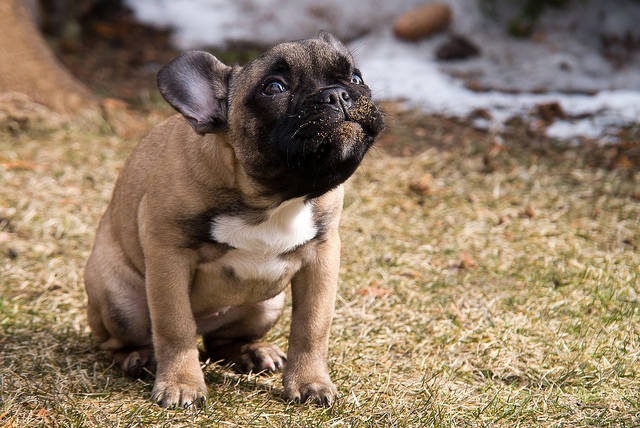 He wanted to try the grass. He tried the grass. He didn't like it.