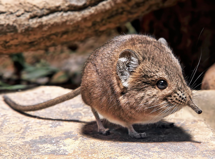 It's the smallest of 19 known sengi breeds.