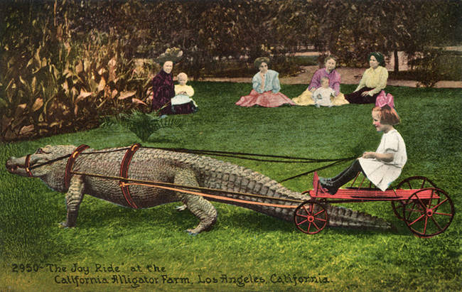 In fact, their biggest attraction was Billy the alligator, supposedly the oldest in captivity. The docile old gator even allowed children to ride him.