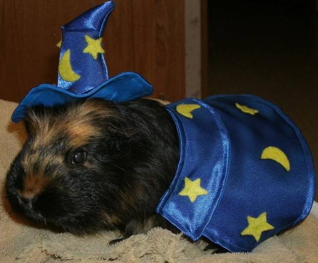 23.) The Magic Guinea Pig.