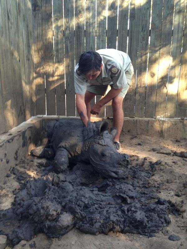 Those working with Gertjie at the center are attempting to teach him to be a rhino, just like his mother would. He took quite well to their "mud bath" lesson.