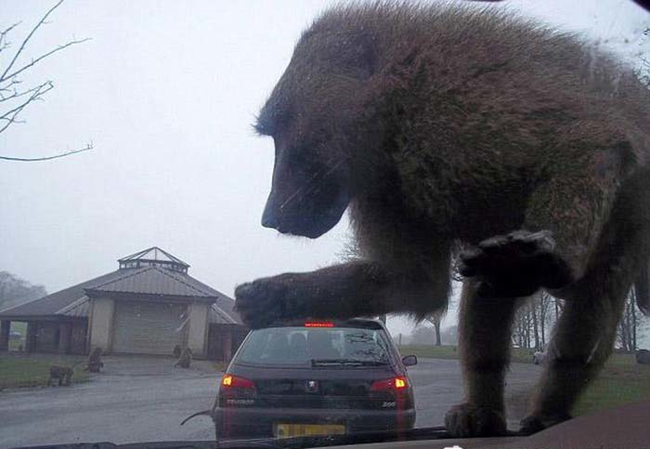 11.) Run from the giant baboon!!