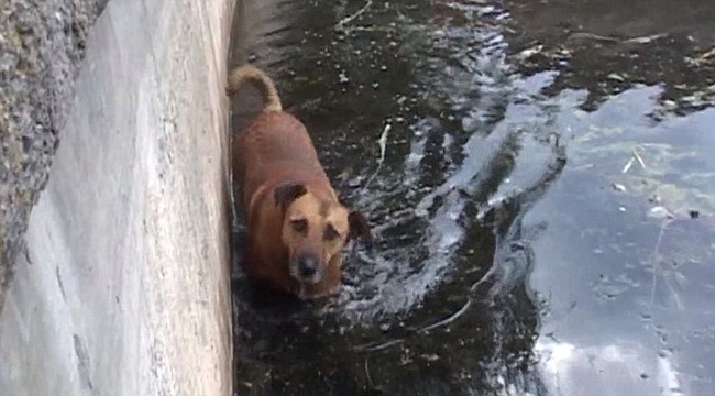 The lake is surrounded by a cement wall making it impossible for them to climb back out once being tossed into the shallow water.