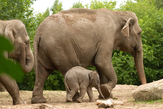 Elephants gestate for up to 23 months, the longest period for any land animal. They also produce the biggest newborn babies at around 230 pounds.