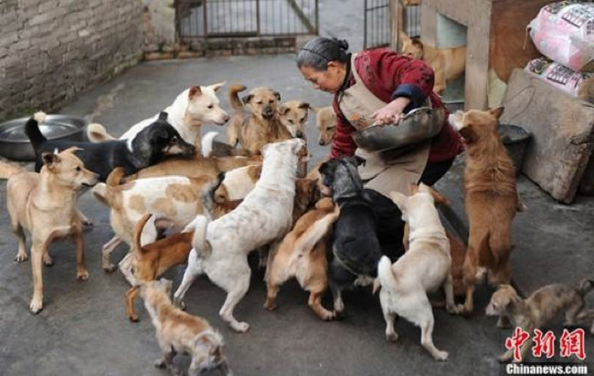 8.) This woman loves dogs so much that she regularly feeds dozens of strays in her neighborhood.