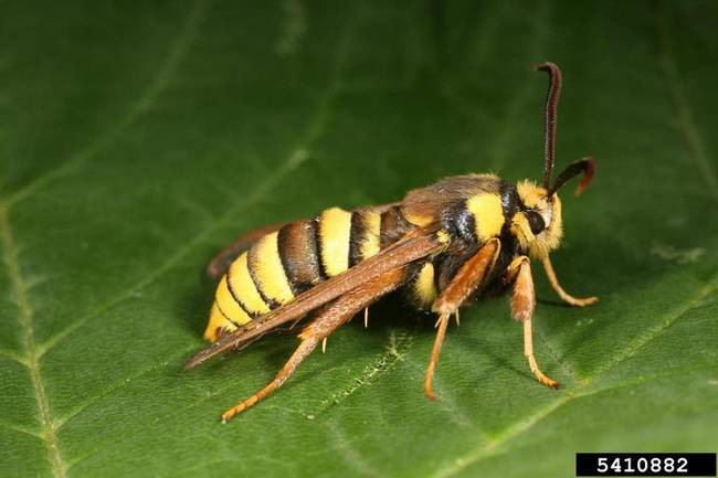 Hornet Moth Adult