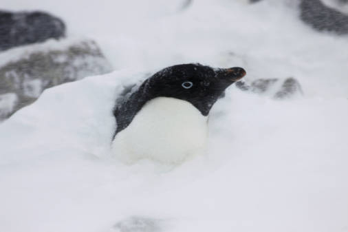 Penguins