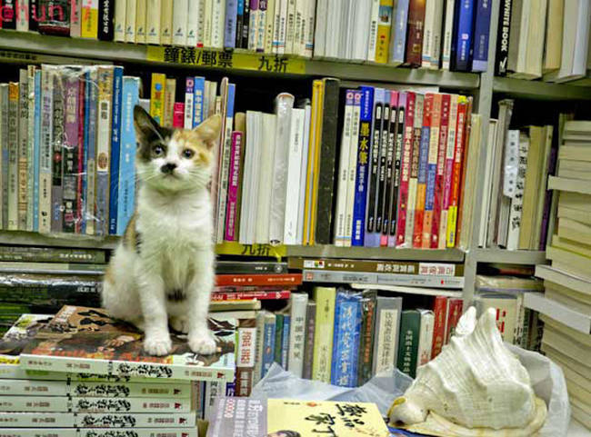 The cats are strays who are found wandering the streets around the store.