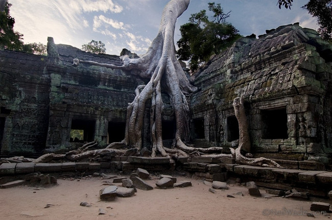 5.) Some trees are finding religion by destroying old temples.