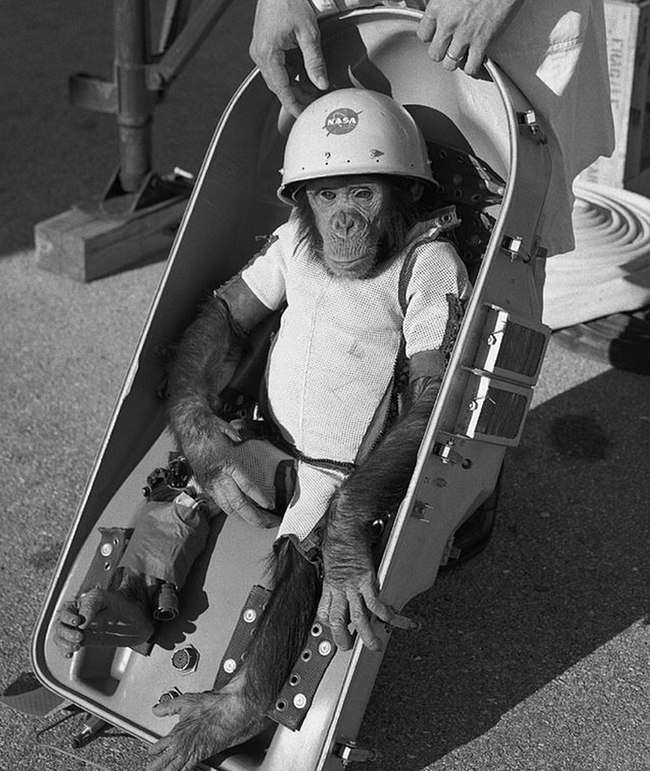 Ham the chimpanzee made a historic flight in 1961.