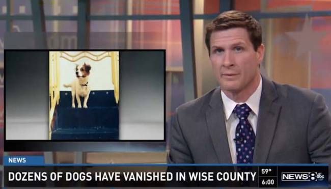 What makes it even stranger is that police have no leads or physical evidence to suggest where the dogs might be. The only clue is a report of a strange car that was spotted in town on the same day that one of the dogs went missing.