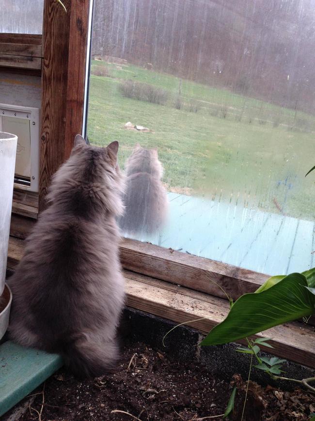 Siamese cats.