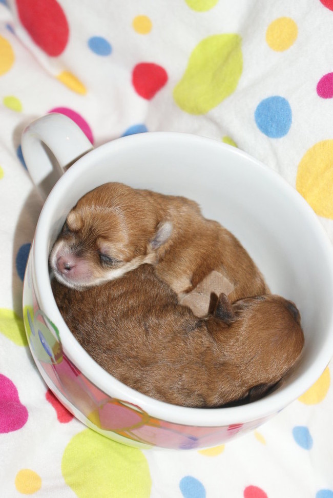 Stats from the previous 10 Puppy Bowls show a 100% chance of cuteness.