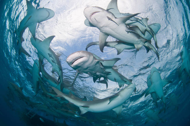 Great white sharks can smell <a href="https://animals.nationalgeographic.com/animals/fish/great-white-shark/" target="_blank">blood in water up to three miles away</a>.