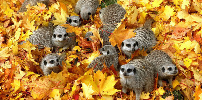 A family of opossum enjoying the cozy leaves.