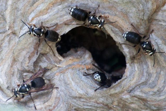 Bald-faced hornet: 2.0 on the pain scale.
“Rich, hearty, slightly crunchy. Similar to getting your hand mashed in a revolving door.”