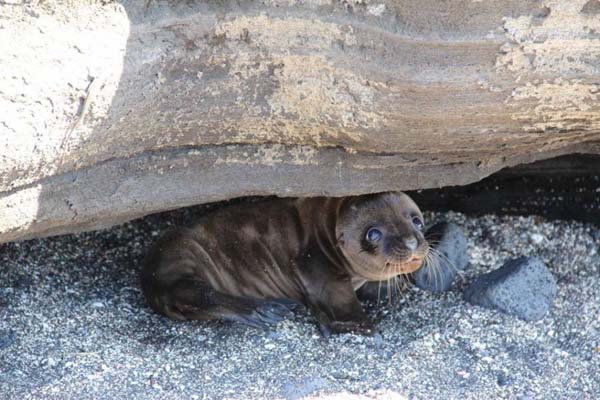 22.) It's safe to come out now, little seal.