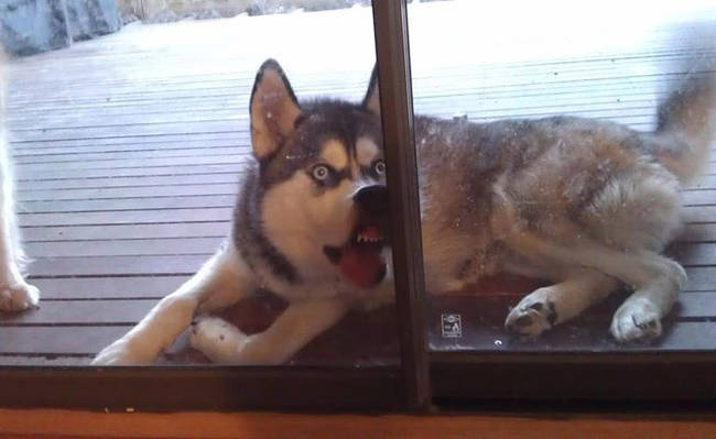 Are you really going to refuse to let this husky inside?