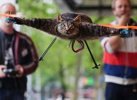 Most animal <i>lovers</i> may not appreciate this post-mortem memorialization, but <a href="https://www.independent.co.uk/news/weird-news/dutch-artist-bart-jansen-who-turned-his-dead-cat-into-a-drone-wants-to-make-a-badger-submarine-10014247.html" target="_blank">one guy</a> decided to turn his cat into a drone.