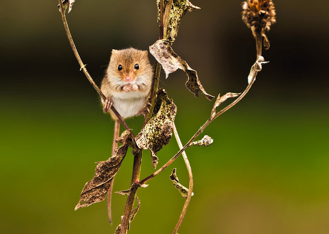 The photographer named this shot "Yes, I Am Very Cute," and we can't think of a better title.