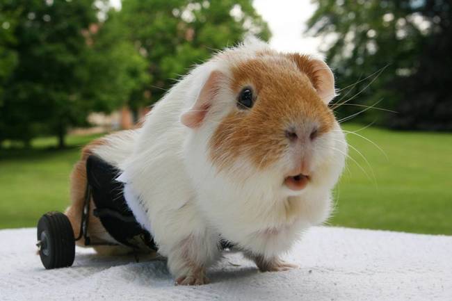 This little nugget's wheelchair is almost as cute as he is.