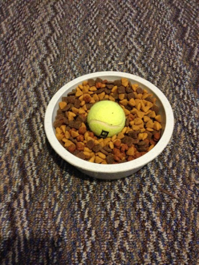 If they eat their food too quickly, which can make them sick, try sticking a tennis ball or other toy in with the kibble to slow them down.