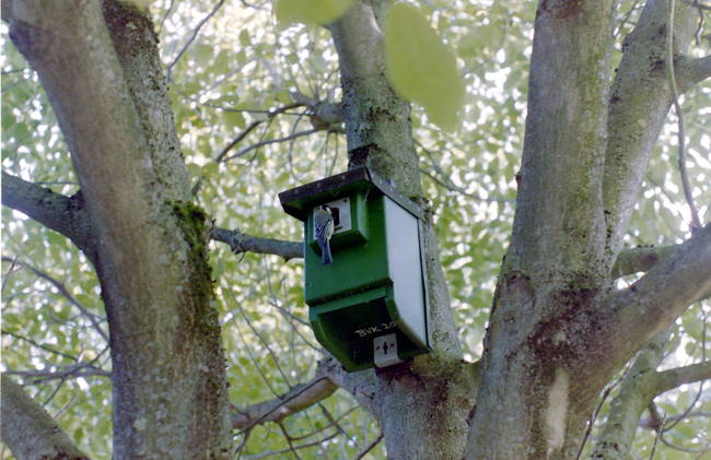 Their small size makes it easy for them to get stuck in various manmade structures. When freed, the birds have been known to fly back and attack their human savior out of blind revenge.