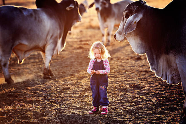 The brahma bulls stand by her side with a protective stance.