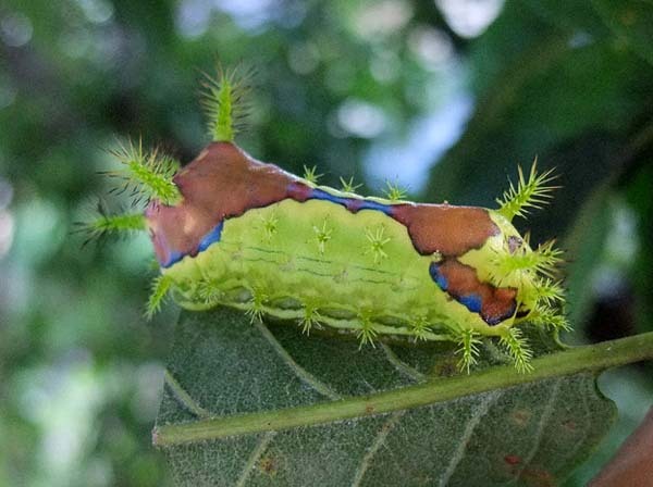 17.) Saddleback Caterpillars: Although they are cute (they have their own little saddles!), these bright bugs are venomous. Contact with their hairs causes a painful, swollen rash and sometimes nausea. The sting can feel like an electric shock.