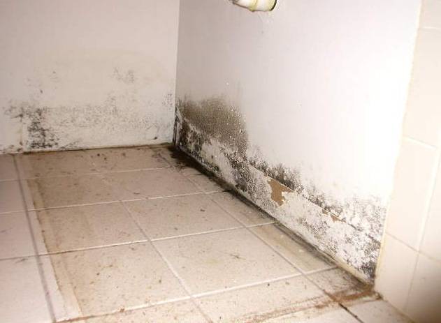 A little bit of mold isn't anything to worry about, but if it continues to grow it can lead to allergic reactions, asthma attacks, central nervous system problems, and even cancer.