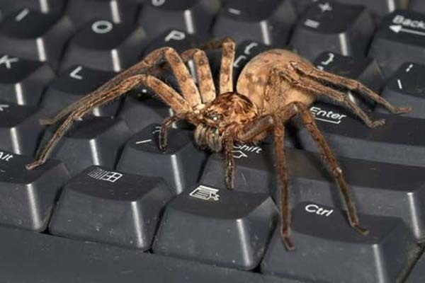 7.) Mr. Spider wants to use the computer, too.