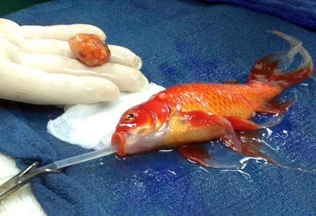 Anesthetic water was then fed into the mouth of the fish, and while sedated the doctor removed "lumps" lodged in it's backside.