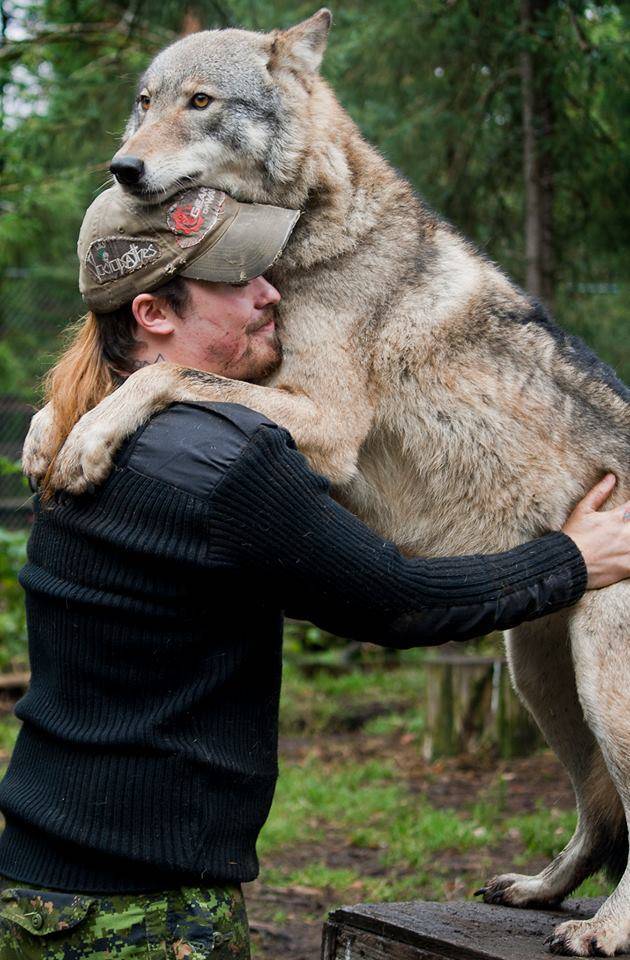 Sometimes, wolves need hugs too.