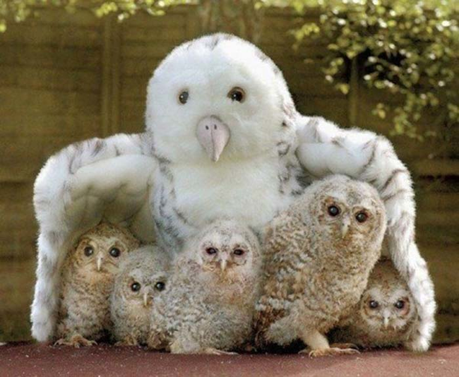 15.) I wish I could hug these owls.