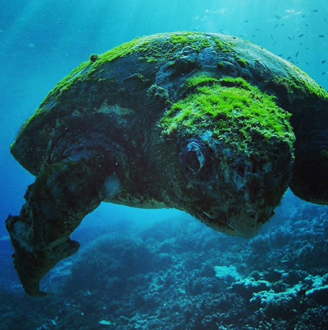 A massive, mossy sea turtle.