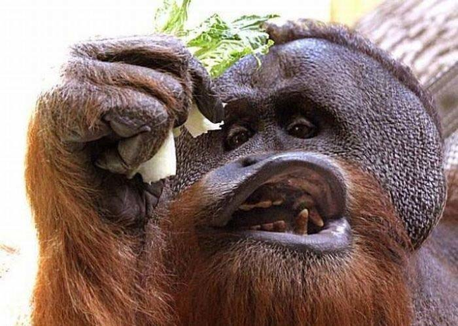 20.) No need to brag about your lunch, orangutan.