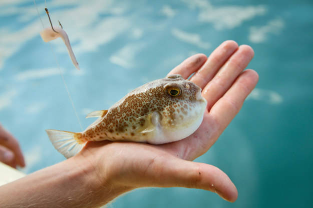 Fugu