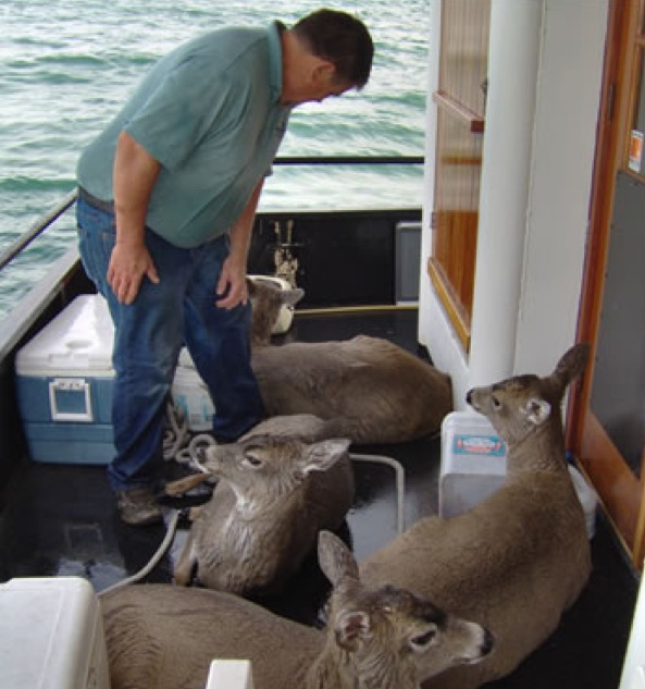 They were too tired from their time in the water to stand, let alone shake the water off of their fur.