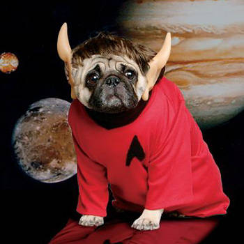 10.) Star Pug