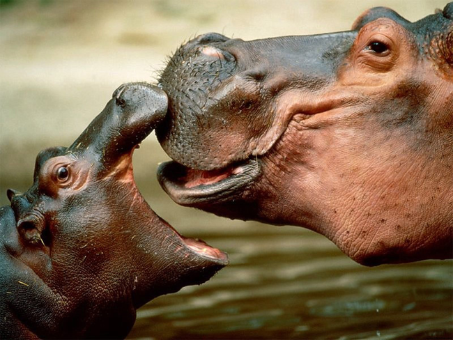 18.) A bloat of hippos.