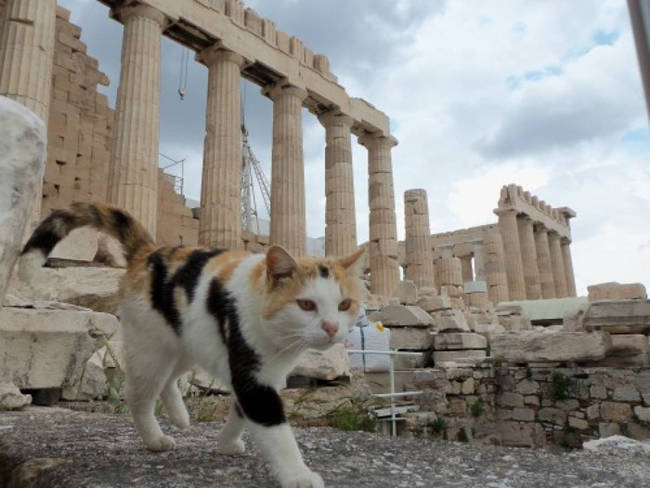 Prowling around the Acropolis.