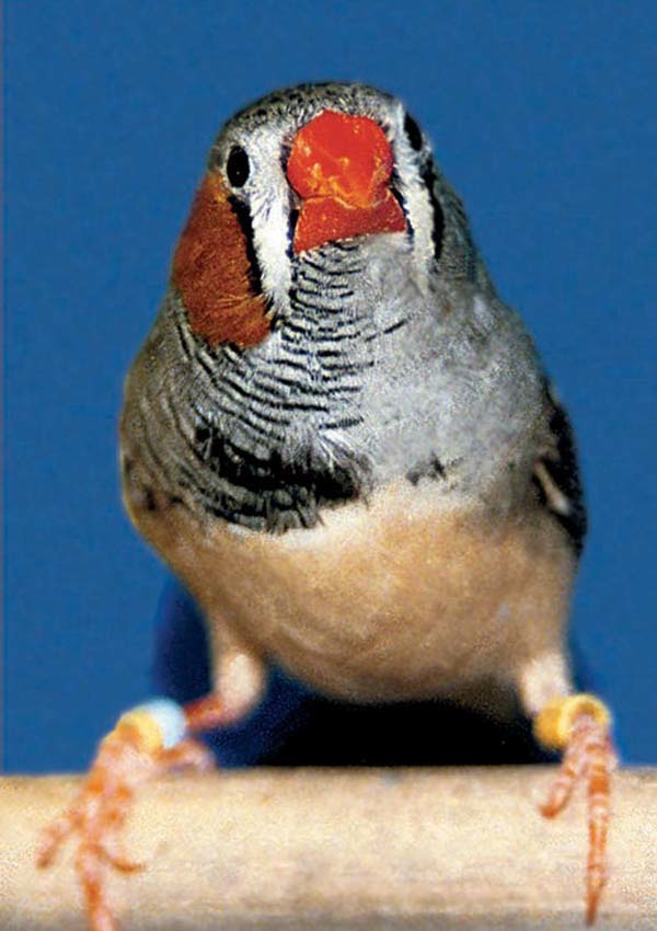 6.) It's called a Zebra Finch. Seriously.