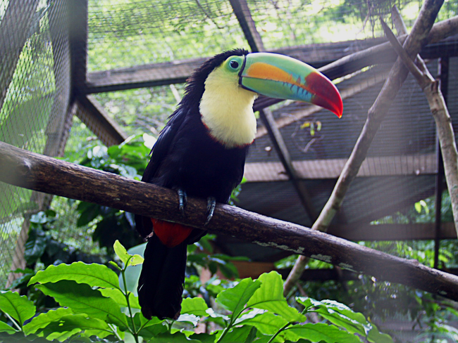 13.) Keel-Billed Toucan