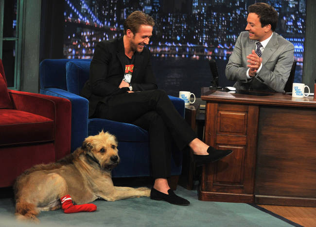 Ryan Gosling's mutt, George