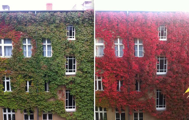 Mossy Apartment Building.