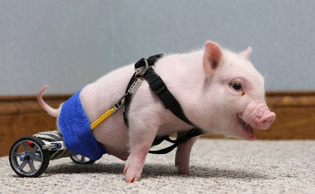 4.) Chris P. Bacon the Pig