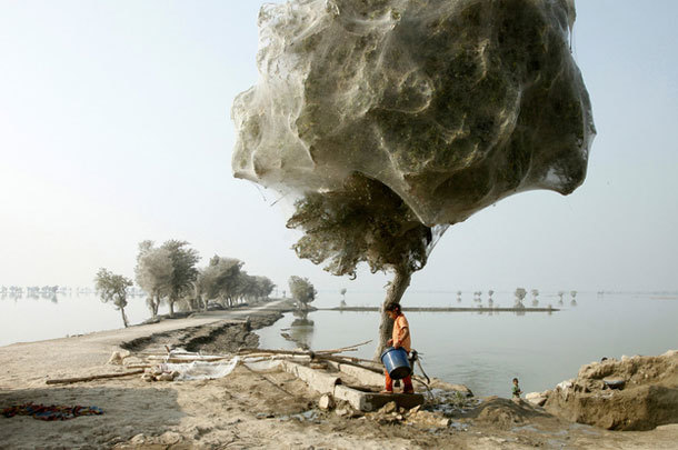 24.) Gossamer Trees: In 2010, flooding in Pakistan caused millions of spiders (that’s right…millions) to seek refuge in trees, eventually covering them in dread-evoking webs.