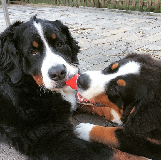 Bernese Mountain Dog