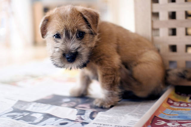 Mutts tend to be healthier than purebred dogs.